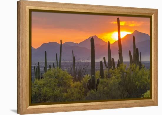 USA, Arizona, Saguaro National Park. Sunset on Desert Landscape-Cathy & Gordon Illg-Framed Premier Image Canvas