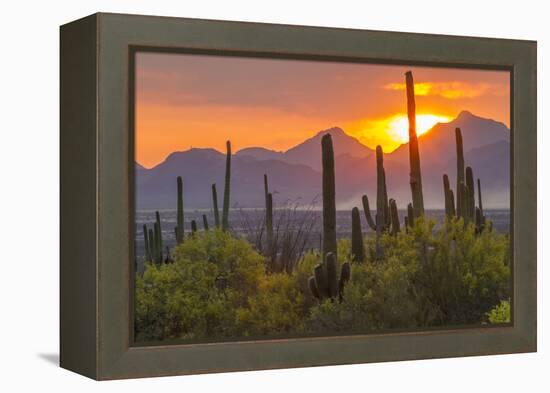 USA, Arizona, Saguaro National Park. Sunset on Desert Landscape-Cathy & Gordon Illg-Framed Premier Image Canvas