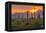 USA, Arizona, Saguaro National Park. Sunset on Desert Landscape-Cathy & Gordon Illg-Framed Premier Image Canvas