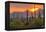 USA, Arizona, Saguaro National Park. Sunset on Desert Landscape-Cathy & Gordon Illg-Framed Premier Image Canvas