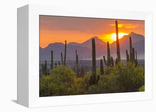 USA, Arizona, Saguaro National Park. Sunset on Desert Landscape-Cathy & Gordon Illg-Framed Premier Image Canvas