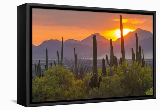 USA, Arizona, Saguaro National Park. Sunset on Desert Landscape-Cathy & Gordon Illg-Framed Premier Image Canvas