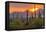 USA, Arizona, Saguaro National Park. Sunset on Desert Landscape-Cathy & Gordon Illg-Framed Premier Image Canvas