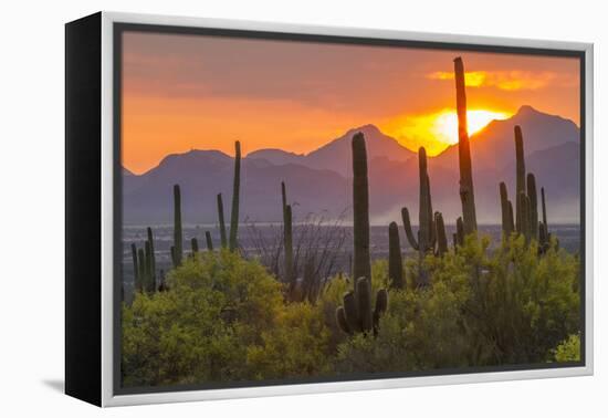 USA, Arizona, Saguaro National Park. Sunset on Desert Landscape-Cathy & Gordon Illg-Framed Premier Image Canvas