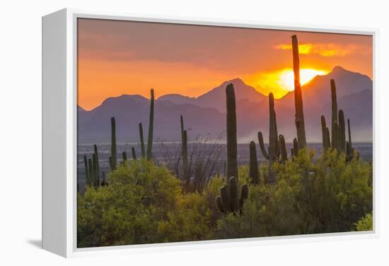 USA, Arizona, Saguaro National Park. Sunset on Desert Landscape-Cathy & Gordon Illg-Framed Premier Image Canvas