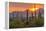 USA, Arizona, Saguaro National Park. Sunset on Desert Landscape-Cathy & Gordon Illg-Framed Premier Image Canvas