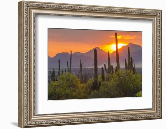 USA, Arizona, Saguaro National Park. Sunset on Desert Landscape-Cathy & Gordon Illg-Framed Premium Photographic Print