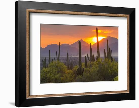 USA, Arizona, Saguaro National Park. Sunset on Desert Landscape-Cathy & Gordon Illg-Framed Premium Photographic Print