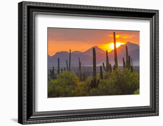 USA, Arizona, Saguaro National Park. Sunset on Desert Landscape-Cathy & Gordon Illg-Framed Premium Photographic Print