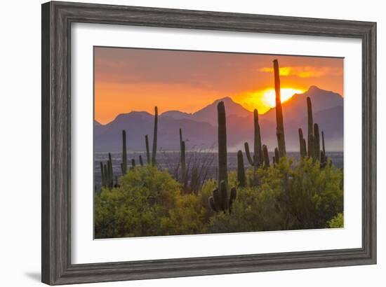 USA, Arizona, Saguaro National Park. Sunset on Desert Landscape-Cathy & Gordon Illg-Framed Photographic Print