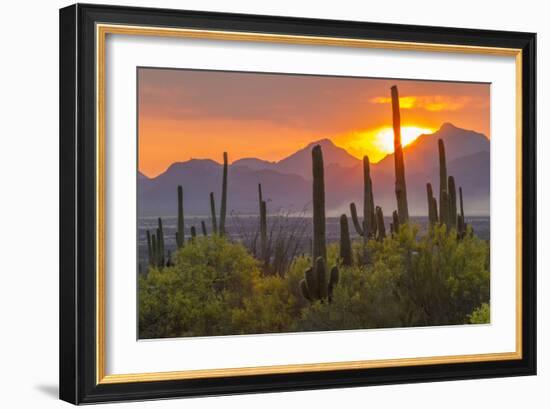 USA, Arizona, Saguaro National Park. Sunset on Desert Landscape-Cathy & Gordon Illg-Framed Photographic Print