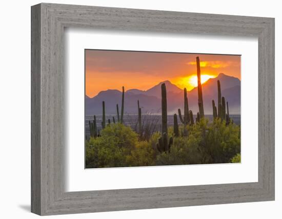 USA, Arizona, Saguaro National Park. Sunset on Desert Landscape-Cathy & Gordon Illg-Framed Photographic Print