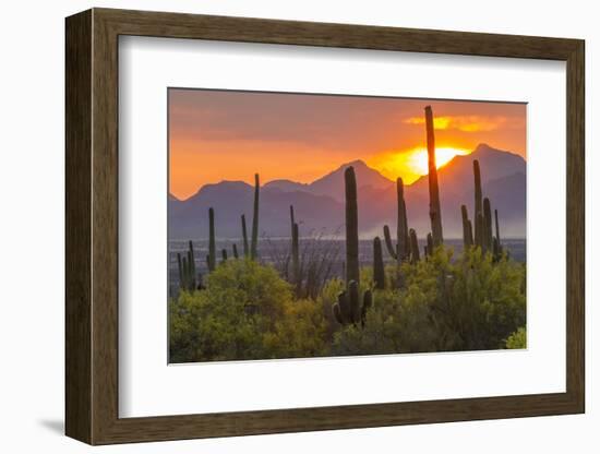 USA, Arizona, Saguaro National Park. Sunset on Desert Landscape-Cathy & Gordon Illg-Framed Photographic Print