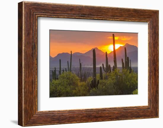 USA, Arizona, Saguaro National Park. Sunset on Desert Landscape-Cathy & Gordon Illg-Framed Photographic Print