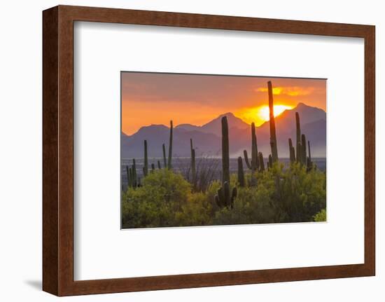 USA, Arizona, Saguaro National Park. Sunset on Desert Landscape-Cathy & Gordon Illg-Framed Photographic Print