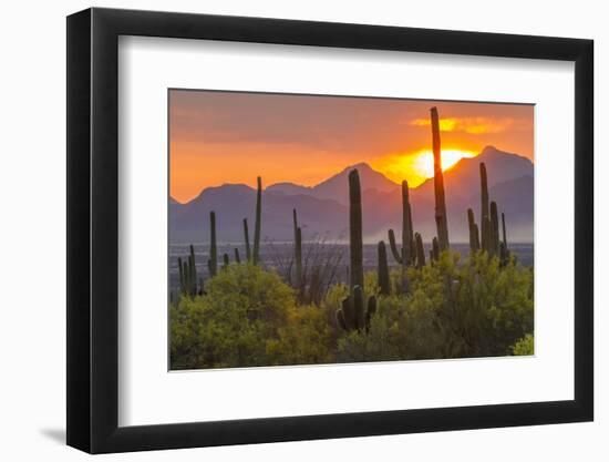 USA, Arizona, Saguaro National Park. Sunset on Desert Landscape-Cathy & Gordon Illg-Framed Photographic Print