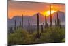 USA, Arizona, Saguaro National Park. Sunset on Desert Landscape-Cathy & Gordon Illg-Mounted Photographic Print