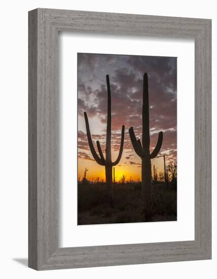 USA, Arizona, Saguaro National Park. Sunset on Desert Landscape-Cathy & Gordon Illg-Framed Photographic Print