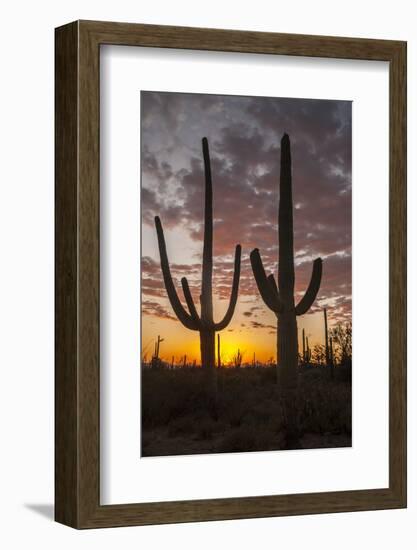 USA, Arizona, Saguaro National Park. Sunset on Desert Landscape-Cathy & Gordon Illg-Framed Photographic Print