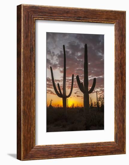 USA, Arizona, Saguaro National Park. Sunset on Desert Landscape-Cathy & Gordon Illg-Framed Photographic Print