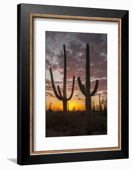 USA, Arizona, Saguaro National Park. Sunset on Desert Landscape-Cathy & Gordon Illg-Framed Photographic Print