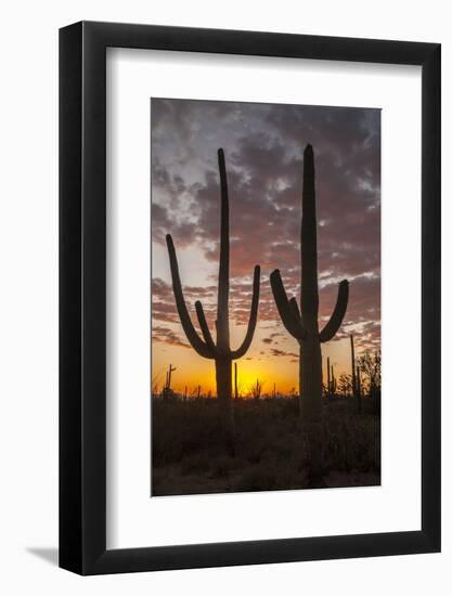 USA, Arizona, Saguaro National Park. Sunset on Desert Landscape-Cathy & Gordon Illg-Framed Photographic Print