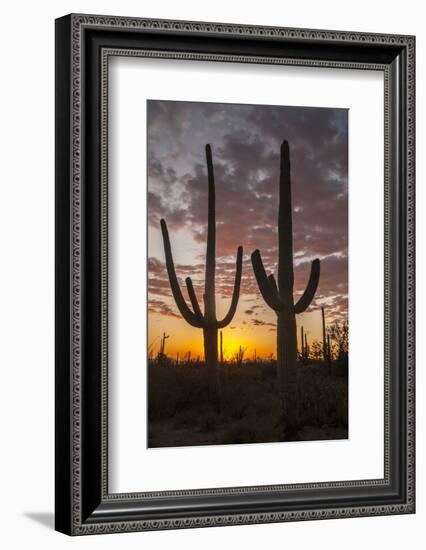 USA, Arizona, Saguaro National Park. Sunset on Desert Landscape-Cathy & Gordon Illg-Framed Photographic Print