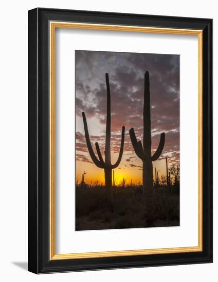 USA, Arizona, Saguaro National Park. Sunset on Desert Landscape-Cathy & Gordon Illg-Framed Photographic Print