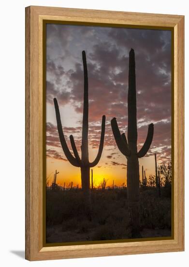 USA, Arizona, Saguaro National Park. Sunset on Desert Landscape-Cathy & Gordon Illg-Framed Premier Image Canvas