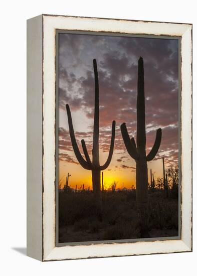 USA, Arizona, Saguaro National Park. Sunset on Desert Landscape-Cathy & Gordon Illg-Framed Premier Image Canvas