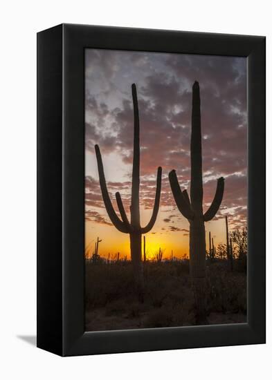 USA, Arizona, Saguaro National Park. Sunset on Desert Landscape-Cathy & Gordon Illg-Framed Premier Image Canvas