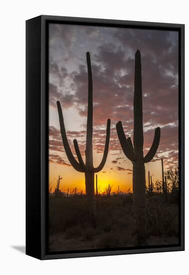 USA, Arizona, Saguaro National Park. Sunset on Desert Landscape-Cathy & Gordon Illg-Framed Premier Image Canvas