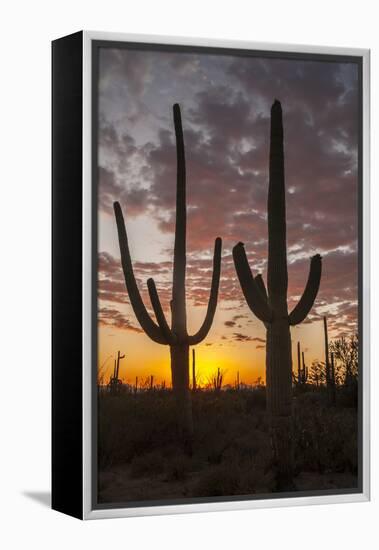 USA, Arizona, Saguaro National Park. Sunset on Desert Landscape-Cathy & Gordon Illg-Framed Premier Image Canvas