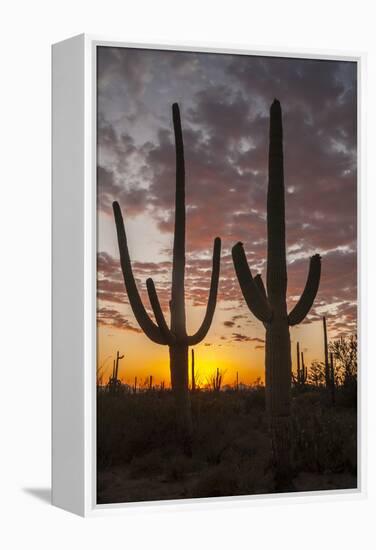 USA, Arizona, Saguaro National Park. Sunset on Desert Landscape-Cathy & Gordon Illg-Framed Premier Image Canvas