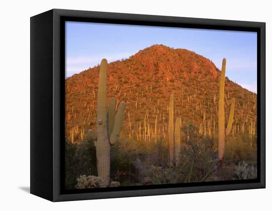 USA, Arizona, Saguaro National Park, Tucson Mountain District-John Barger-Framed Premier Image Canvas