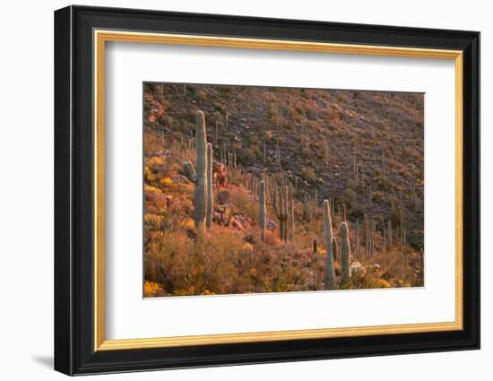 USA, Arizona, Saguaro National Park, Tucson Mountain District-John Barger-Framed Premium Photographic Print