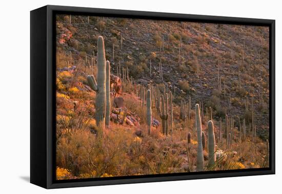 USA, Arizona, Saguaro National Park, Tucson Mountain District-John Barger-Framed Premier Image Canvas