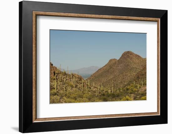 USA, Arizona, Saguaro National Park. Valley in Desert Landscape-Cathy & Gordon Illg-Framed Photographic Print