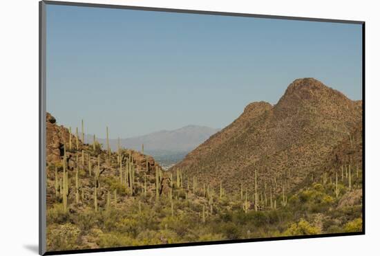 USA, Arizona, Saguaro National Park. Valley in Desert Landscape-Cathy & Gordon Illg-Mounted Photographic Print