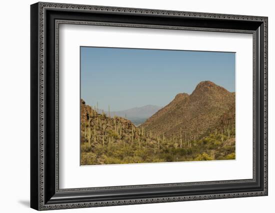 USA, Arizona, Saguaro National Park. Valley in Desert Landscape-Cathy & Gordon Illg-Framed Photographic Print