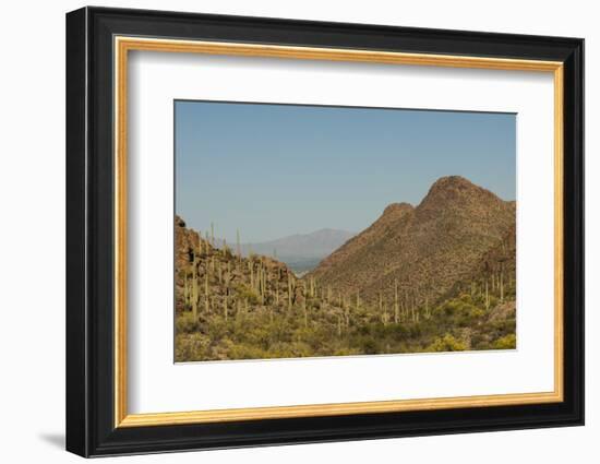 USA, Arizona, Saguaro National Park. Valley in Desert Landscape-Cathy & Gordon Illg-Framed Photographic Print