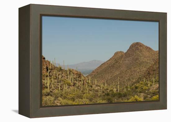 USA, Arizona, Saguaro National Park. Valley in Desert Landscape-Cathy & Gordon Illg-Framed Premier Image Canvas