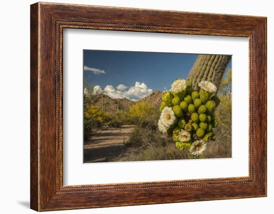 USA, Arizona, Saguaro NP. Close-up of Saguaro Cactus Blossoms-Cathy & Gordon Illg-Framed Photographic Print