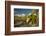 USA, Arizona, Saguaro NP. Close-up of Saguaro Cactus Blossoms-Cathy & Gordon Illg-Framed Photographic Print