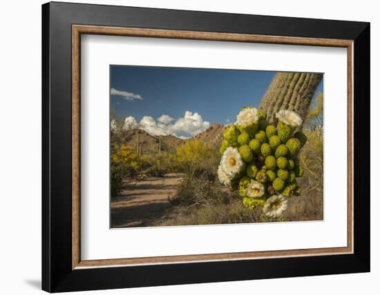 USA, Arizona, Saguaro NP. Close-up of Saguaro Cactus Blossoms-Cathy & Gordon Illg-Framed Photographic Print