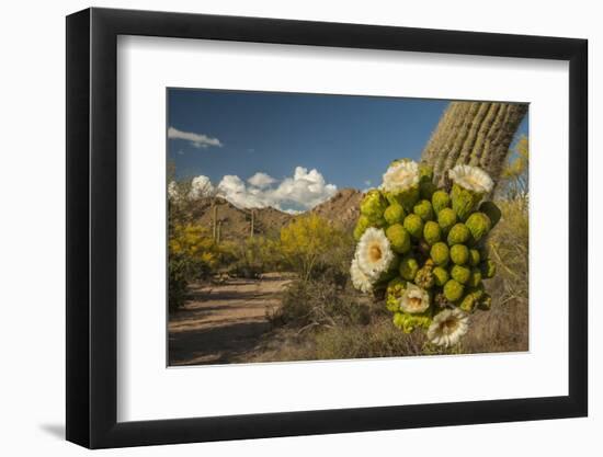 USA, Arizona, Saguaro NP. Close-up of Saguaro Cactus Blossoms-Cathy & Gordon Illg-Framed Photographic Print