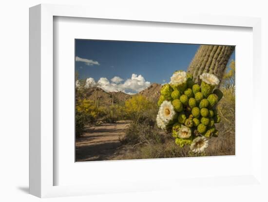 USA, Arizona, Saguaro NP. Close-up of Saguaro Cactus Blossoms-Cathy & Gordon Illg-Framed Photographic Print