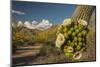 USA, Arizona, Saguaro NP. Close-up of Saguaro Cactus Blossoms-Cathy & Gordon Illg-Mounted Photographic Print