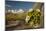 USA, Arizona, Saguaro NP. Close-up of Saguaro Cactus Blossoms-Cathy & Gordon Illg-Mounted Photographic Print