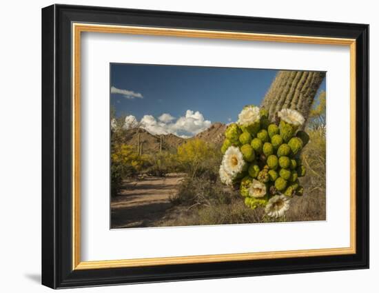 USA, Arizona, Saguaro NP. Close-up of Saguaro Cactus Blossoms-Cathy & Gordon Illg-Framed Photographic Print